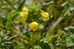 Pedicularis hoffmeisteri